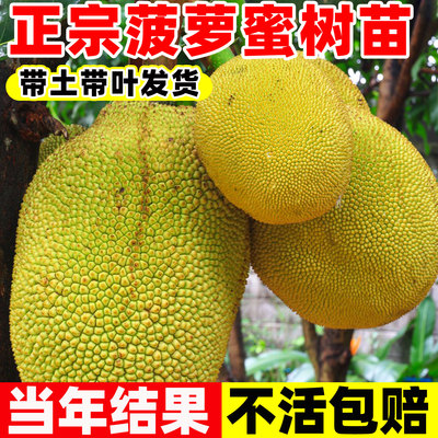 嫁接木菠萝树苗菠萝蜜榴莲蜜树苗