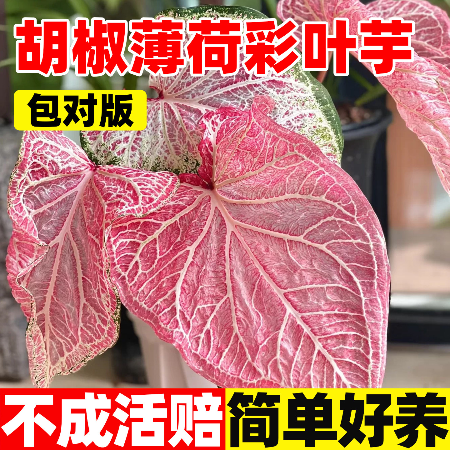 花彩胡椒薄荷种球块根彩叶芋盆栽图片