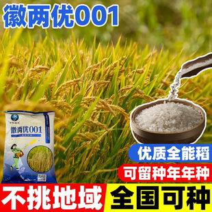 徽两优001水稻种子家用高产优质水稻孑旱稻种籽东北大米糯米香稻