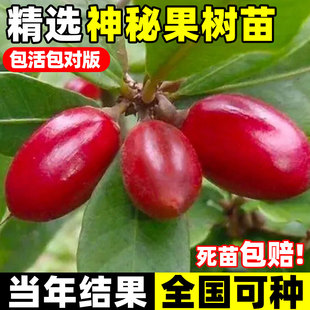 神秘果苗果树盆栽神奇果种植变味果酸变甜庭院南方北方四季带土