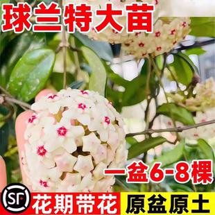 球兰带花大苗多季开花卉羊脂玉球兰花盆栽贝拉卷心叶攀援爬藤植物