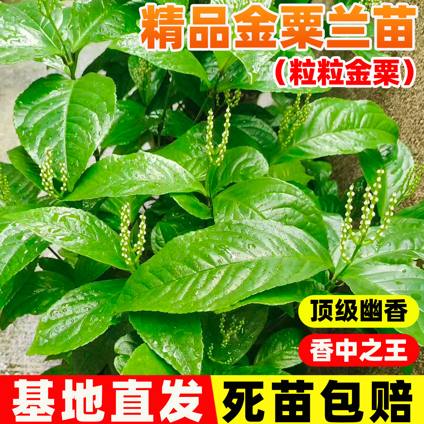 金粟兰苗阳台庭院盆栽黄珠