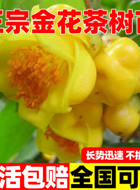 金茶花树苗盆栽植精品茶花