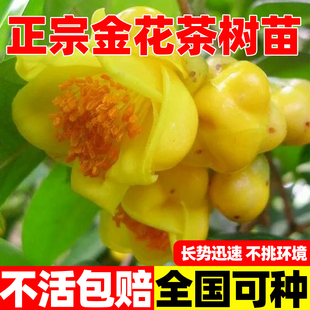 金茶花树苗盆栽植精品茶花广西茶花苗盆栽防城名贵品种金花茶树苗