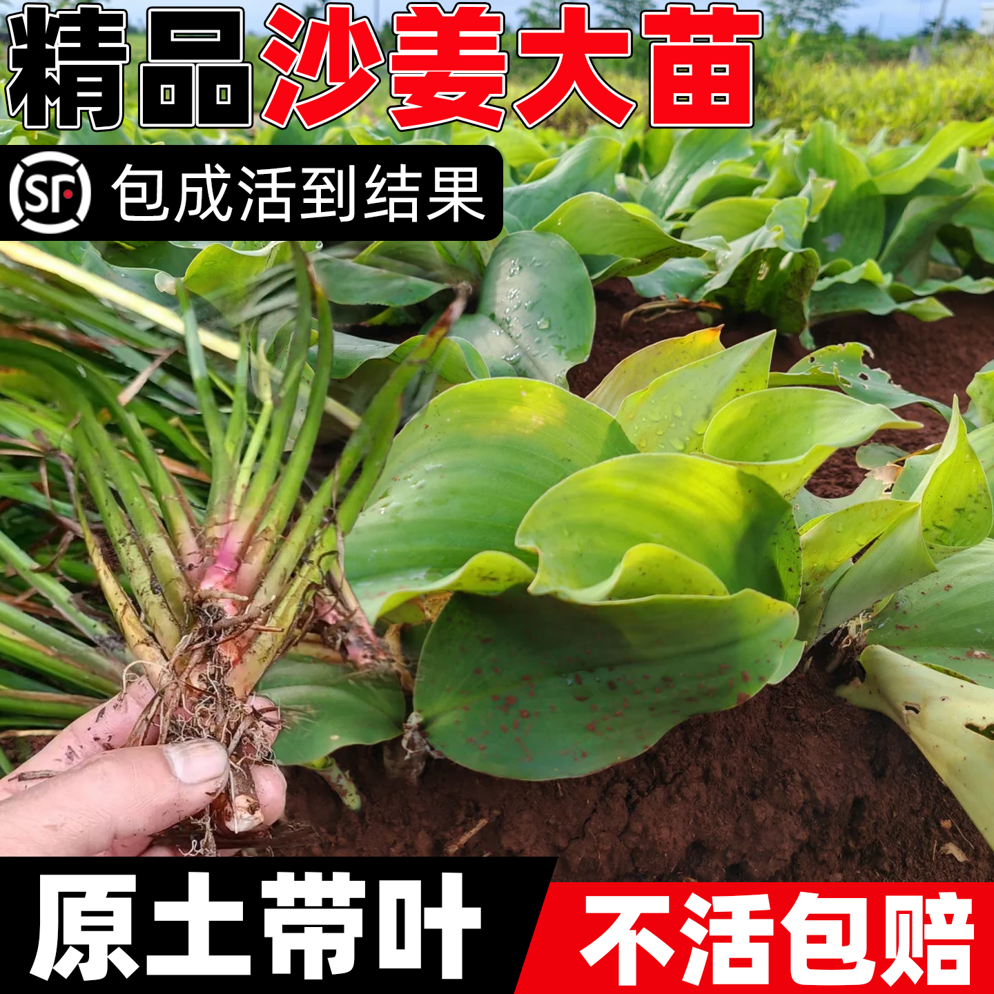 正宗沙姜种苗山奈盆栽原杯原泥发货香浓绿植客厅盆景植物中草药苗