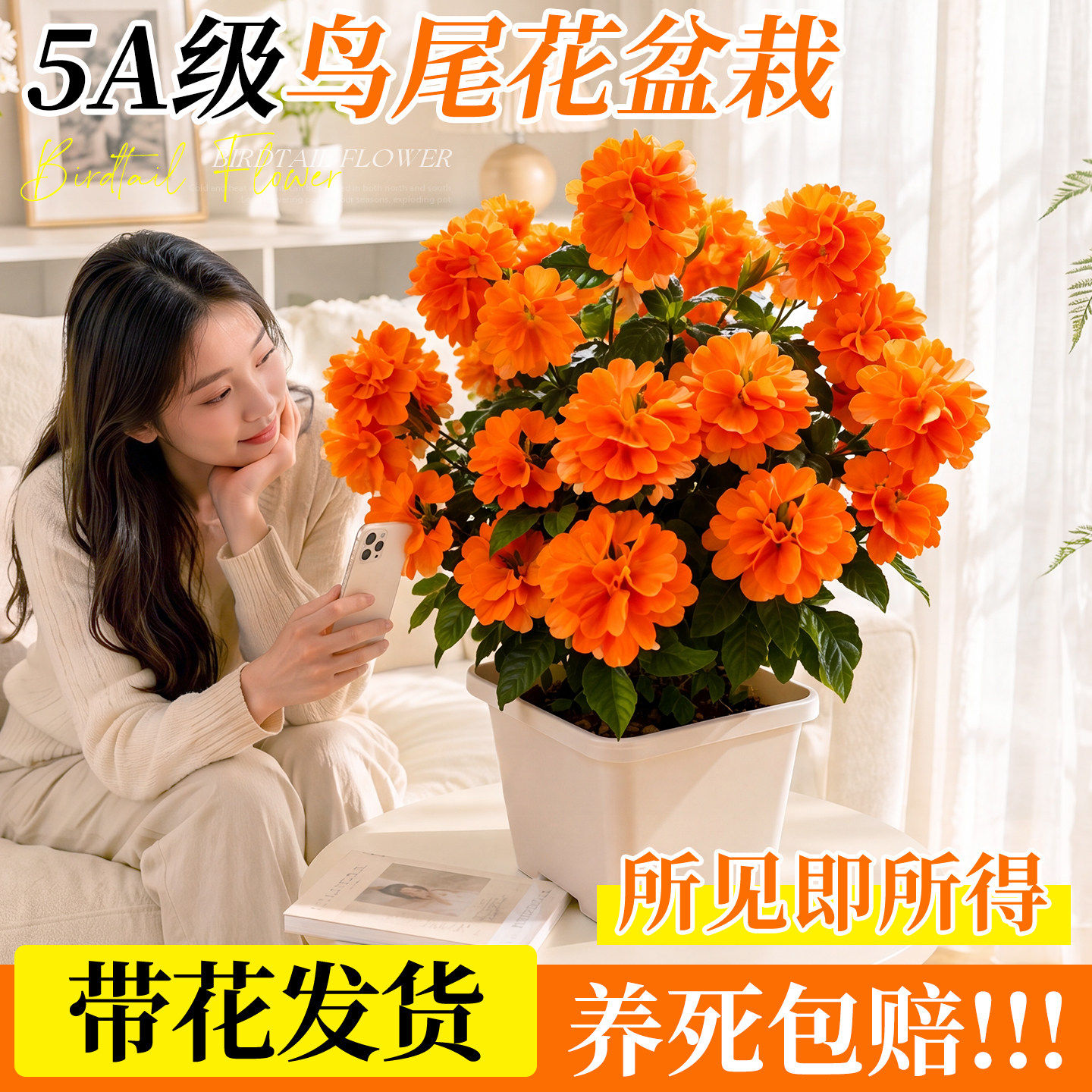 鸟尾花盆栽带花苞四季鲜花开花卉花苗室内桌面客厅绿植花期长好养