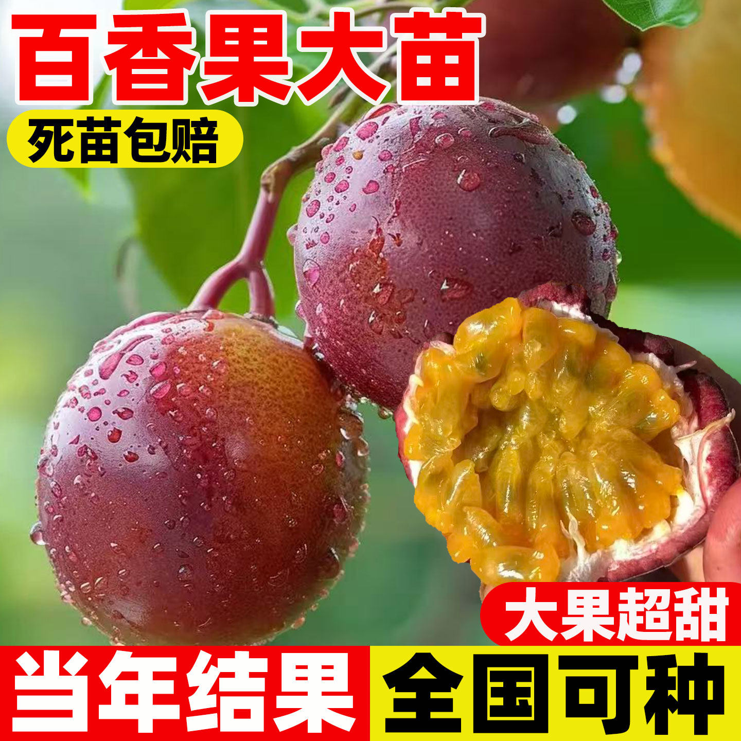 百香果树果苗黄金钦蜜9号大苗广图片