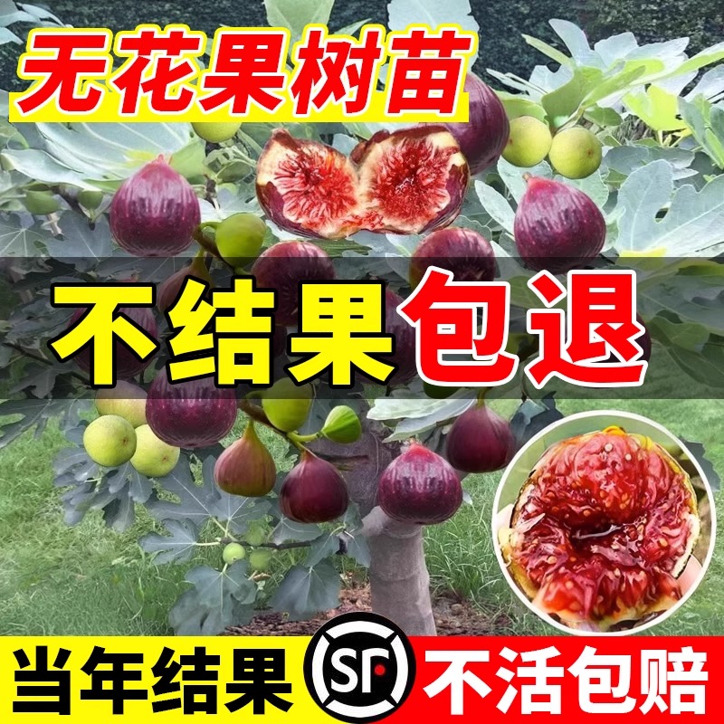 无花果树果苗当年结果波姬红青皮