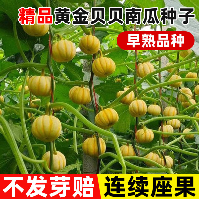 黄金贝贝小南瓜种籽子高产绿贝贝南瓜种子孑四季种籽盆栽蔬菜大全