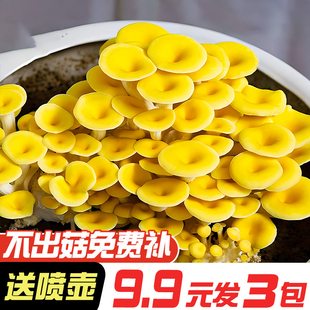 榆黄菇菌包菌种种植包菌菇种植平菇金针菇香菇家庭蘑菇种植室内种