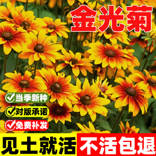 金光菊种子四季开花宿根黑烟苏珊易活花种冬天庭院室外盆栽种籽孑