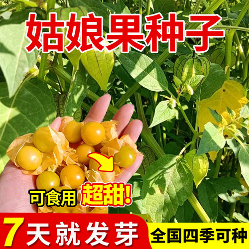 姑娘果种籽超甜特大果种子东北