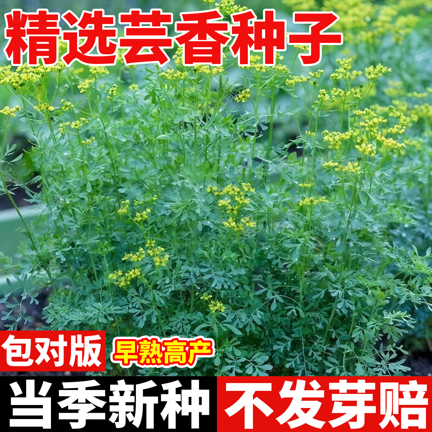 芸香种子食用小香茅草臭草七里香草种籽石灰草驱蚊防虫盆栽春秋播