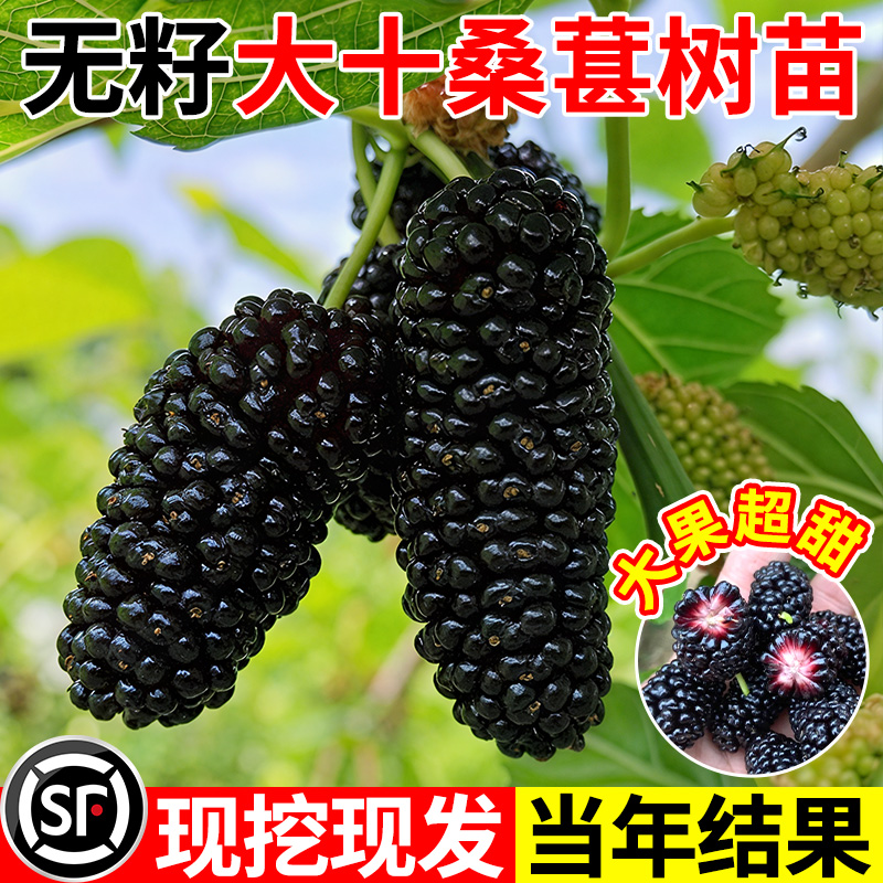 无籽大十桑葚树苗地盆栽南北方种植嫁接大叶桑树苗桑葚苗当年结果