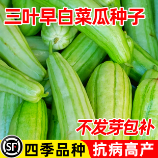 三叶早白皮菜瓜种子绿皮白瓤水果菜瓜种籽四季早熟高产盆栽瓜苗秧