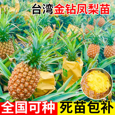 凤梨苗台湾金钻菠萝苗子带果盆栽