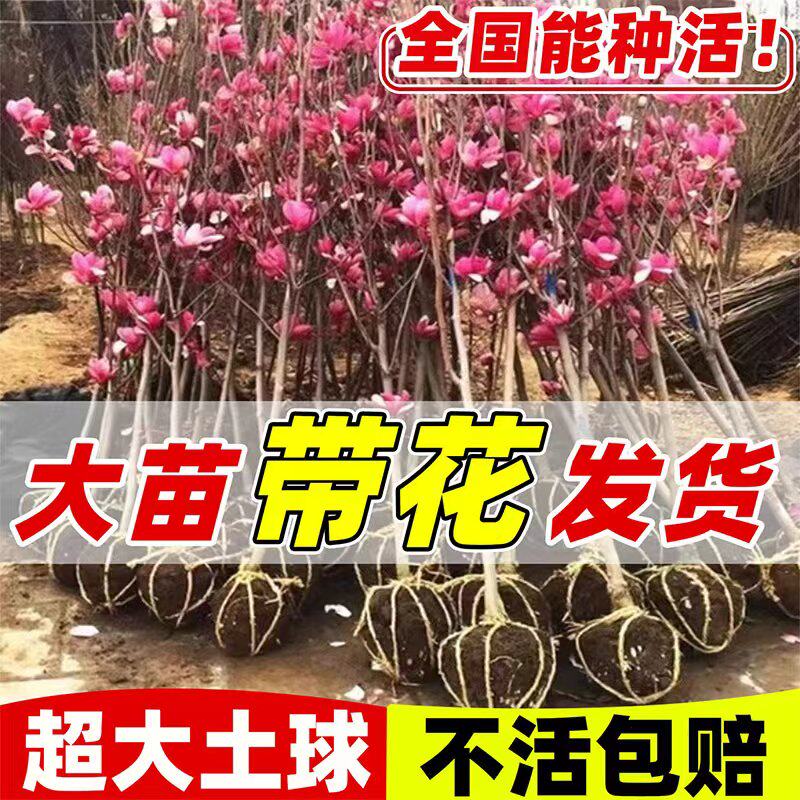 紫玉兰花树苗带花苞红白广玉兰室外庭院四季花卉盆栽绿化耐寒大树 - 实物图
