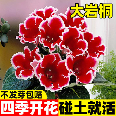 大岩桐种子四季播种富贵芙蓉花活