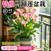 马年本命花进口马蹄莲盆栽带花苞