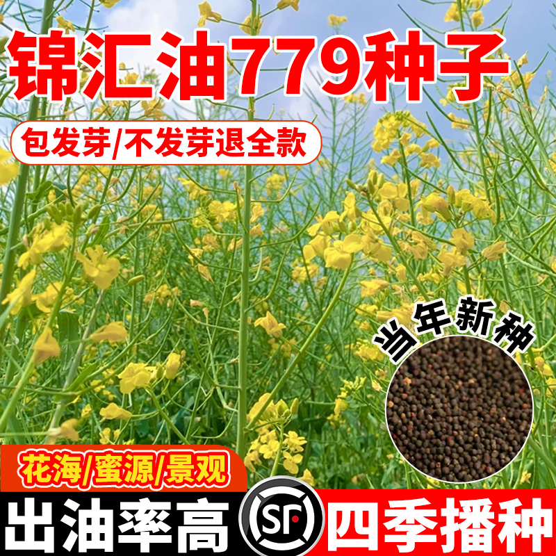 锦汇油779油菜种子四季早熟高产