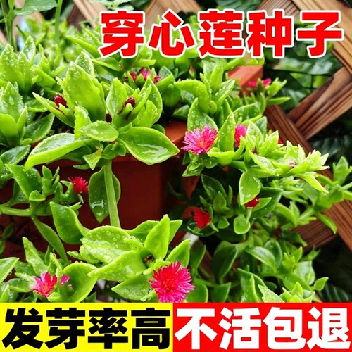 穿心莲种子种子草籽非蔬