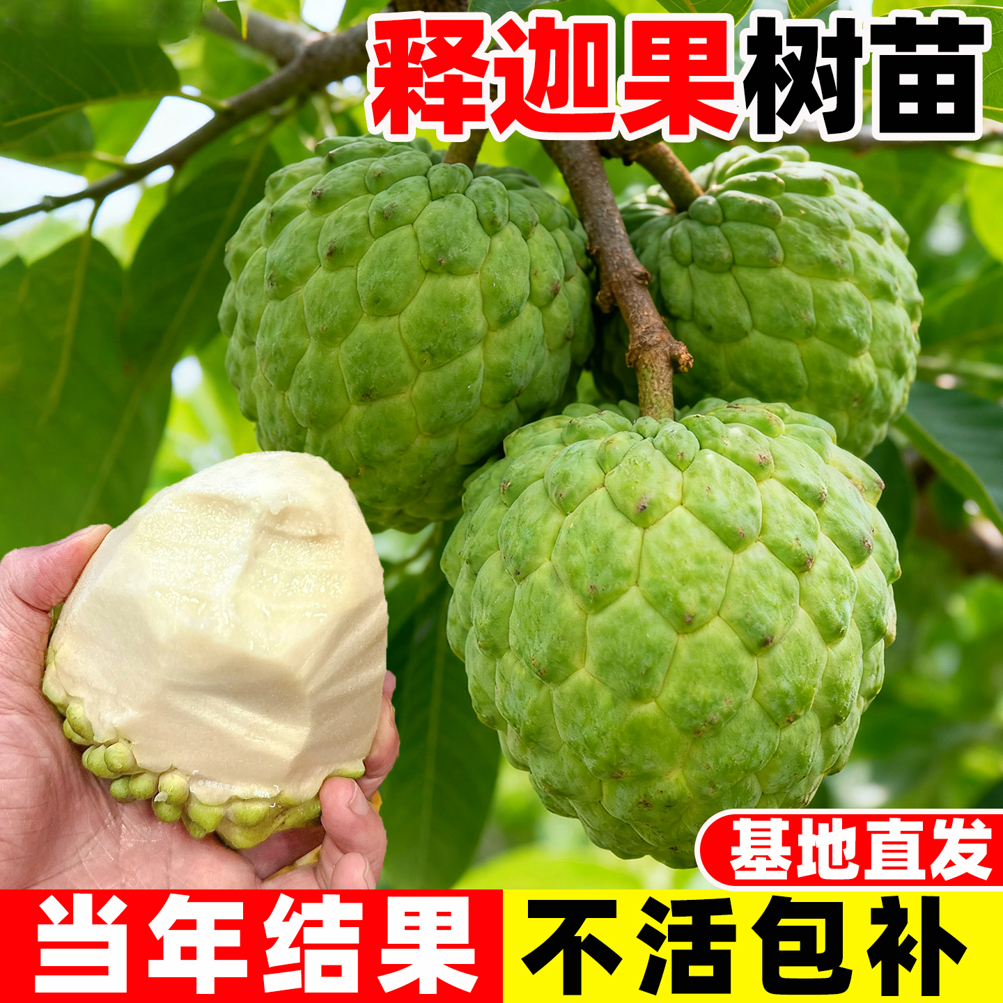 凤梨释迦果树苗嫁接榴莲甜水果苗