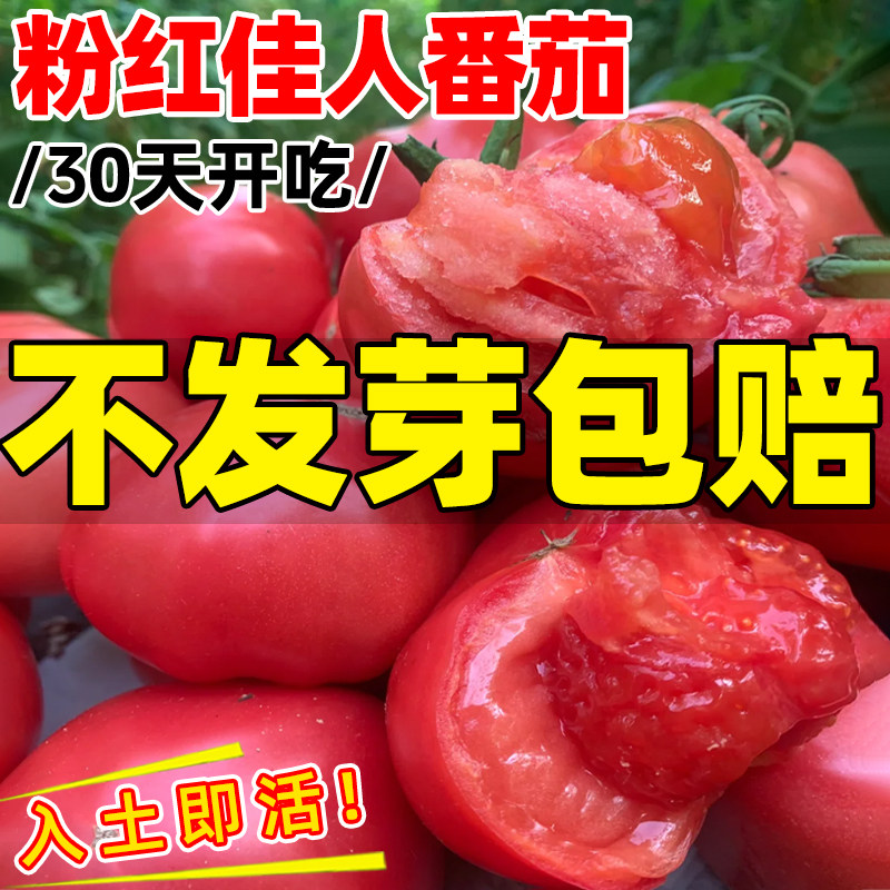 粉红佳人西红柿种子沙瓤番茄种籽