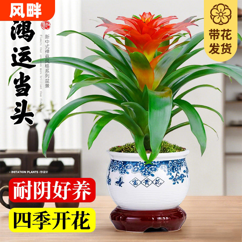 鸿运当头盆栽带花小红星办公室开红花好养花卉绿植红掌凤梨易成活