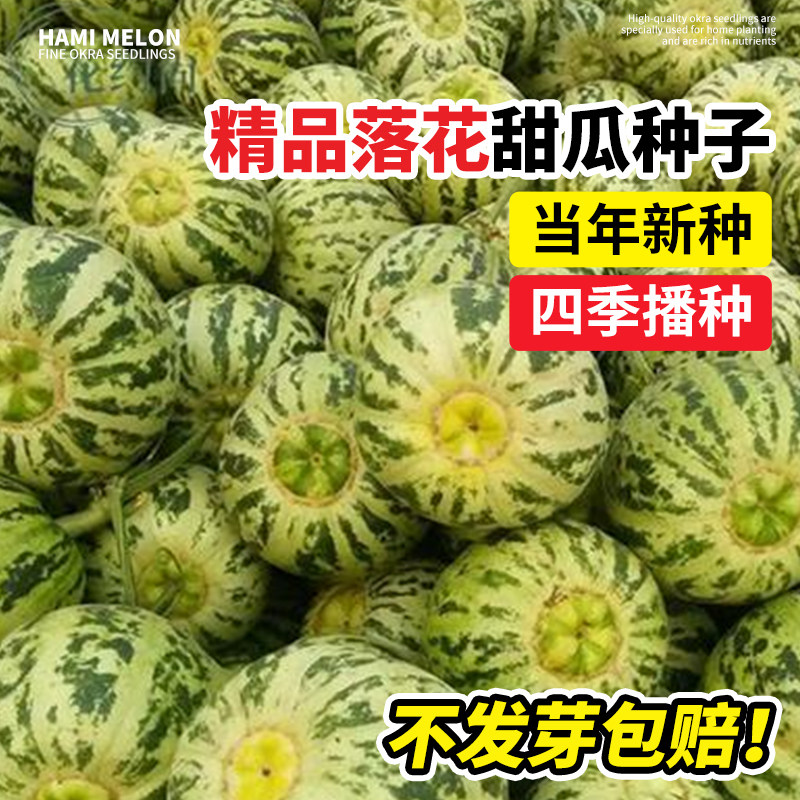 落花甜香瓜种子薄皮甜瓜早熟八里香羊角蜜四季种植高产易活瓜苗秧