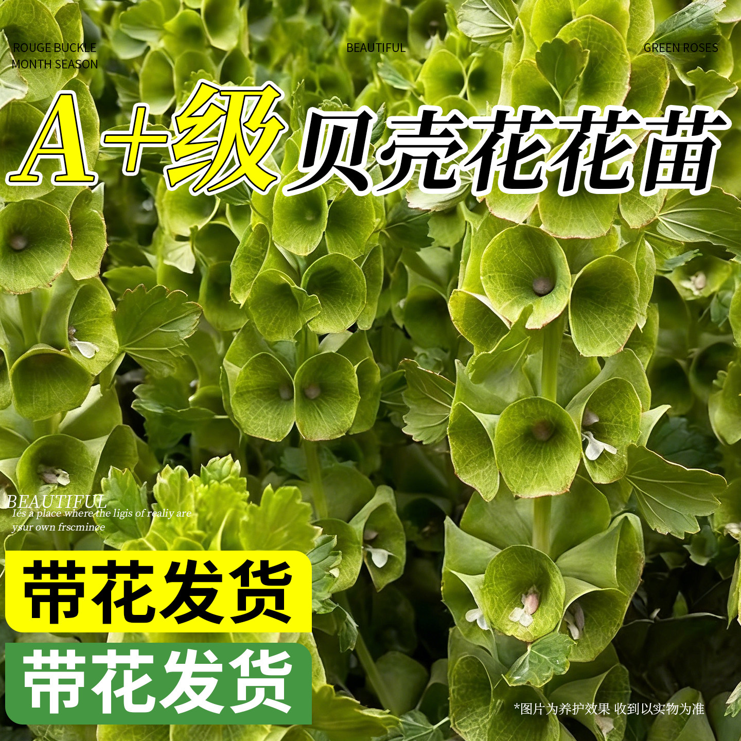 贝壳花小众ins风阳台盆栽插花