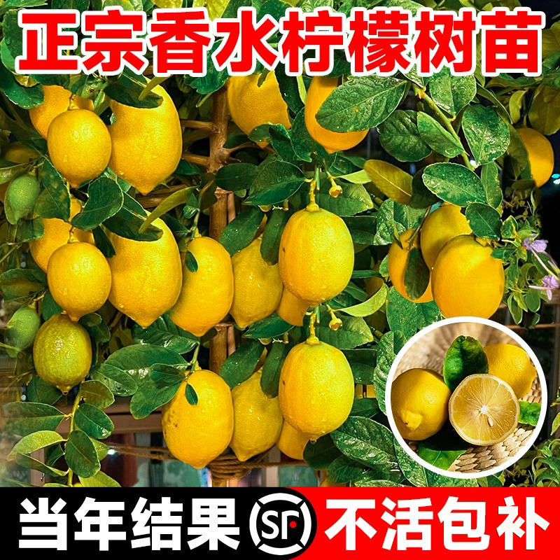 香水柠檬树盆栽带果老桩苗