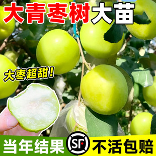 大青枣树果苗牛奶枣四季南北方种植大枣超甜特大号带土球嫁接树苗