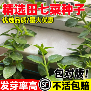 养心菜救心菜种籽养生田七菜种子高钙蔬菜野菜种孑四季春秋蔬菜苗