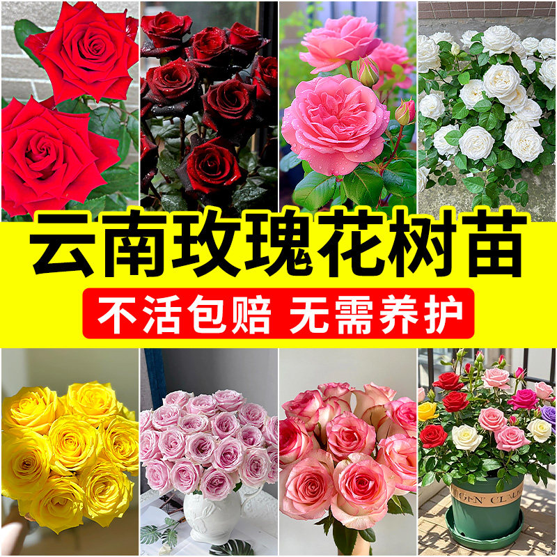 玫瑰花树苗云南昆明老桩盆栽红玫图片