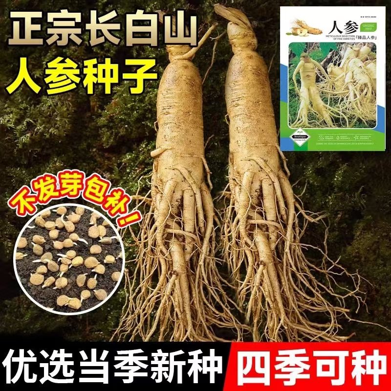 长白山人参种子正品野山参种子四季易种中药材易活室内观花卉盆栽,鲜花速递/花卉仿真/绿植园艺,家庭园艺种子,淘宝优惠券,粉丝福利购,淘宝优惠卷