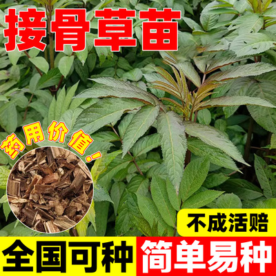 正宗接骨草八棱麻陆英中药材