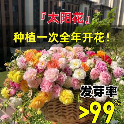 风畔四季开花多年生花籽易活