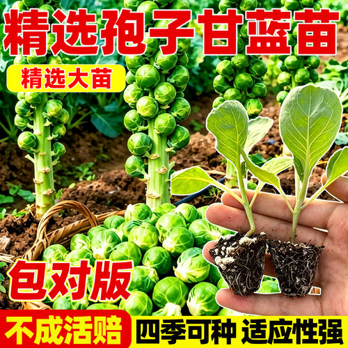 孢子甘蓝秧苗高产多茬采收羽衣