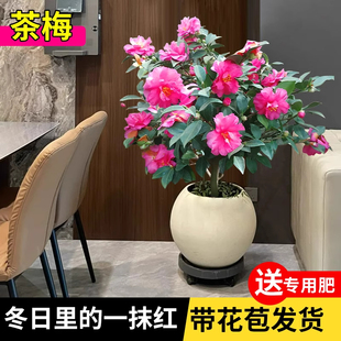 茶梅盆栽树苗老桩精品室内外耐寒好养活花卉庭院地栽带花苞年宵花