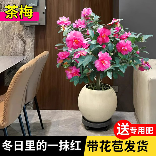 茶梅盆栽带花苞寒花卉正宗老桩品
