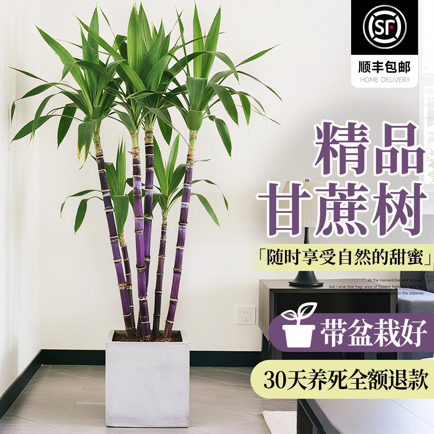 正宗甘蔗大盆栽黑绿紫皮甘蔗室内