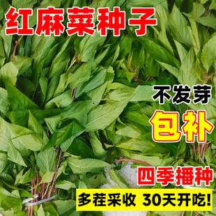红麻菜种子潮汕特产正宗凉拌红麻叶四季种高产易活白麻叶蔬菜种子