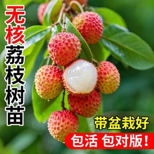 无核荔枝树苗嫁接桂味妃子笑特大号南北方庭院种植盆栽四季水果苗