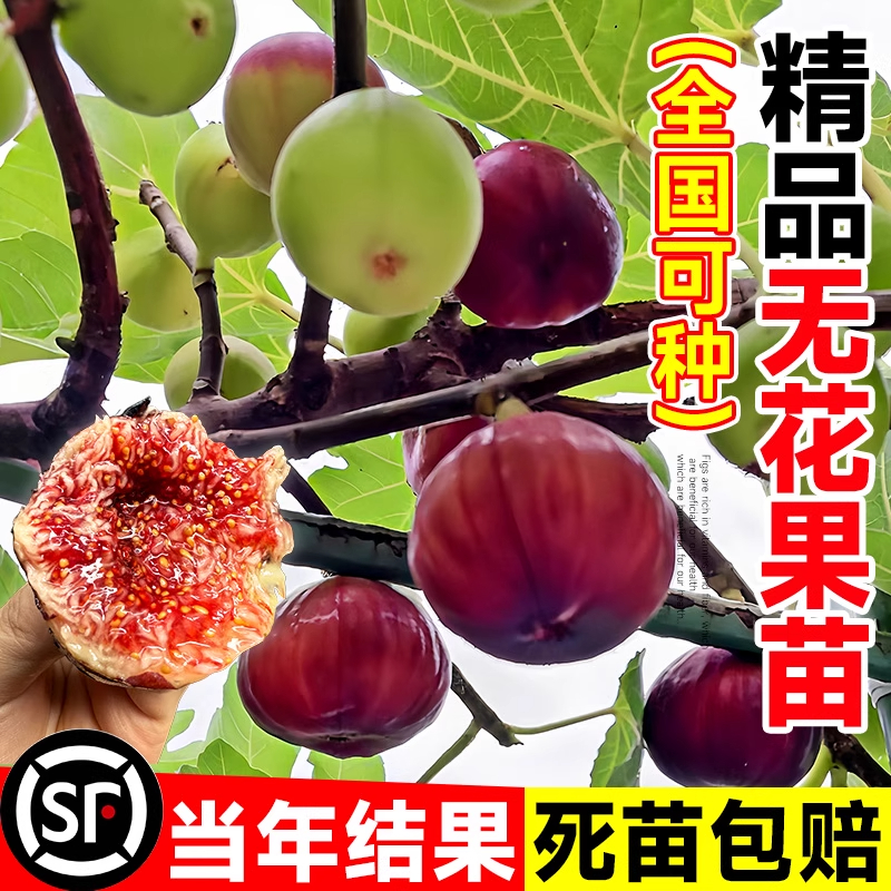 无花果树果苗带果子盆栽水果苗特