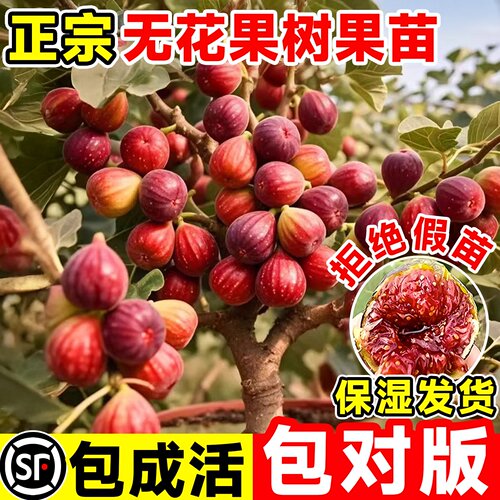 无花果树果苗当年结果特大果