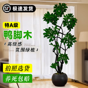 鸭脚木客厅大盆栽高级感绿植鸭掌