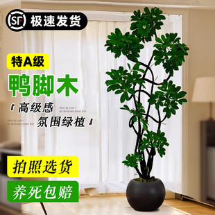 鸭脚木客厅大盆栽高级感绿植鸭掌木室内旺宅大型植物落地四季好养