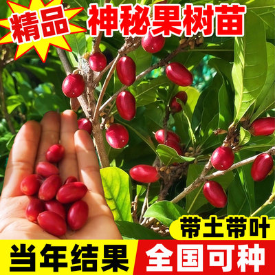 神秘果树苗四季好养当年结
