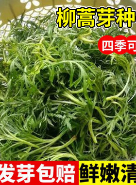 柳蒿芽种子多年生柳蒿菜种籽草药