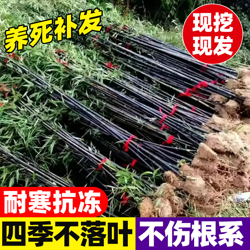 紫竹树苗矮化盆栽观赏紫竹老根庭院室外耐寒热竹子苗紫气东来竹苗